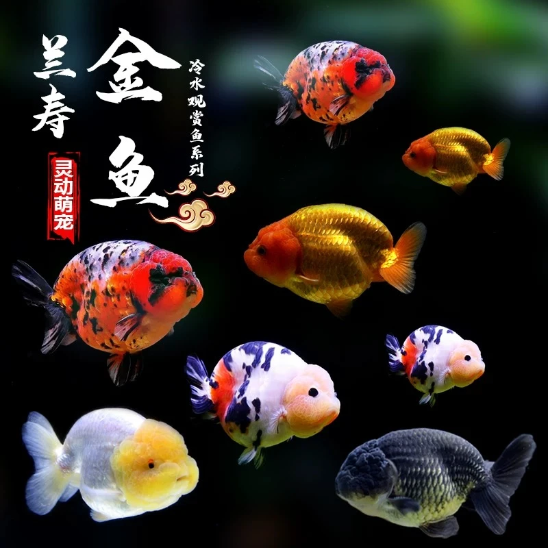兰寿金鱼小型淡水冷水好养纯种国粹泰狮活鱼鹤顶红锦鲤观赏鱼