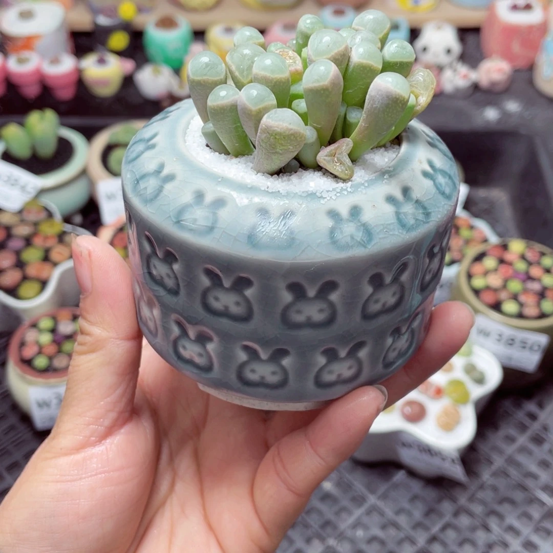 w3853 带盆土发货-零下地区拍保温箱