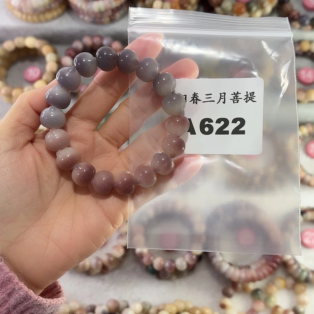 ＊***海吊坠菩提根/象牙果