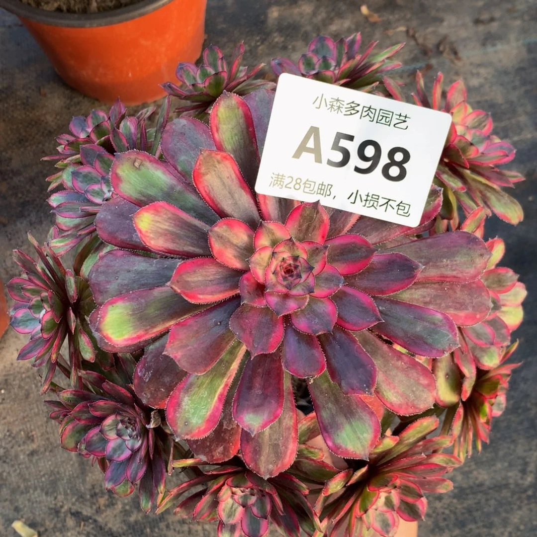 598紫霞88888888888