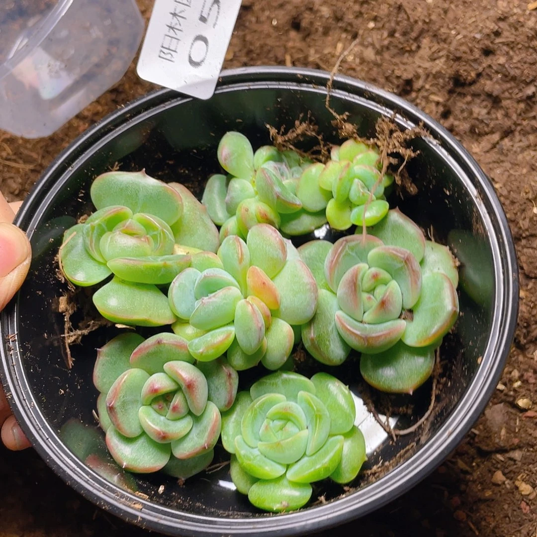 多肉植物多肉植物53