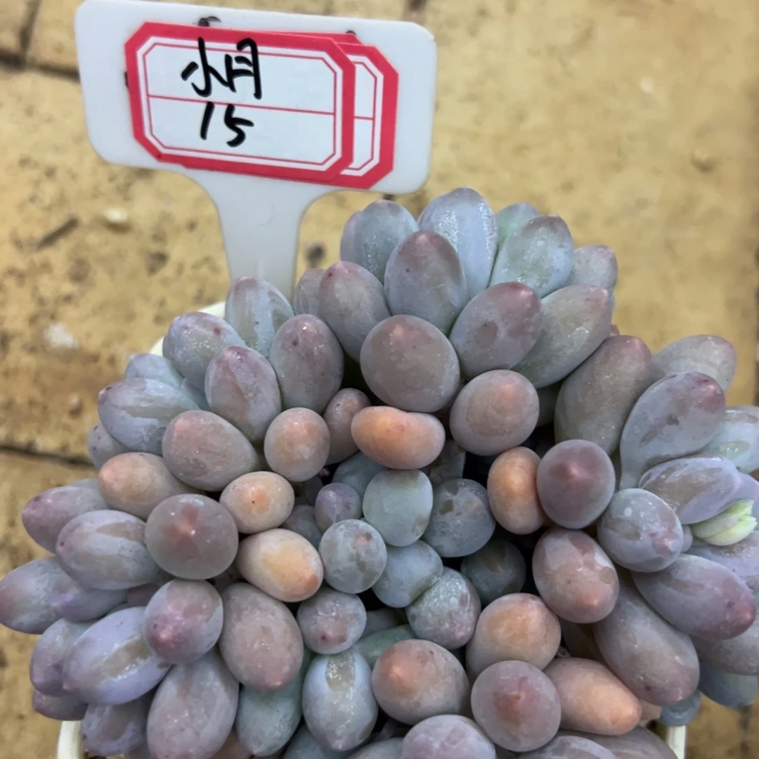 小***月我是花卉专用车司机，小月15