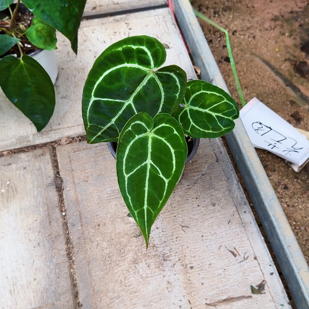 完全开放龟甲水晶花烛一棵