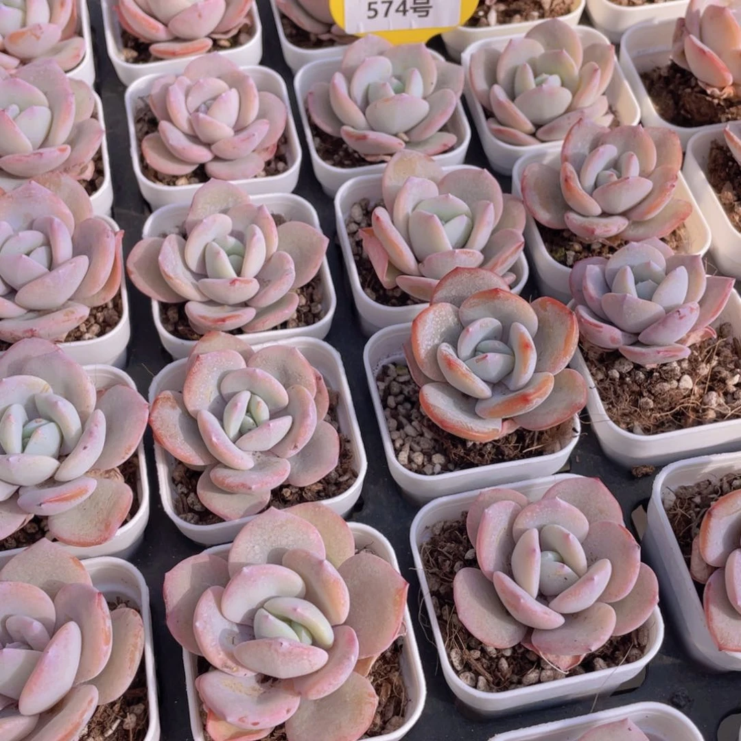 574号正版韩货奶茶单头一个