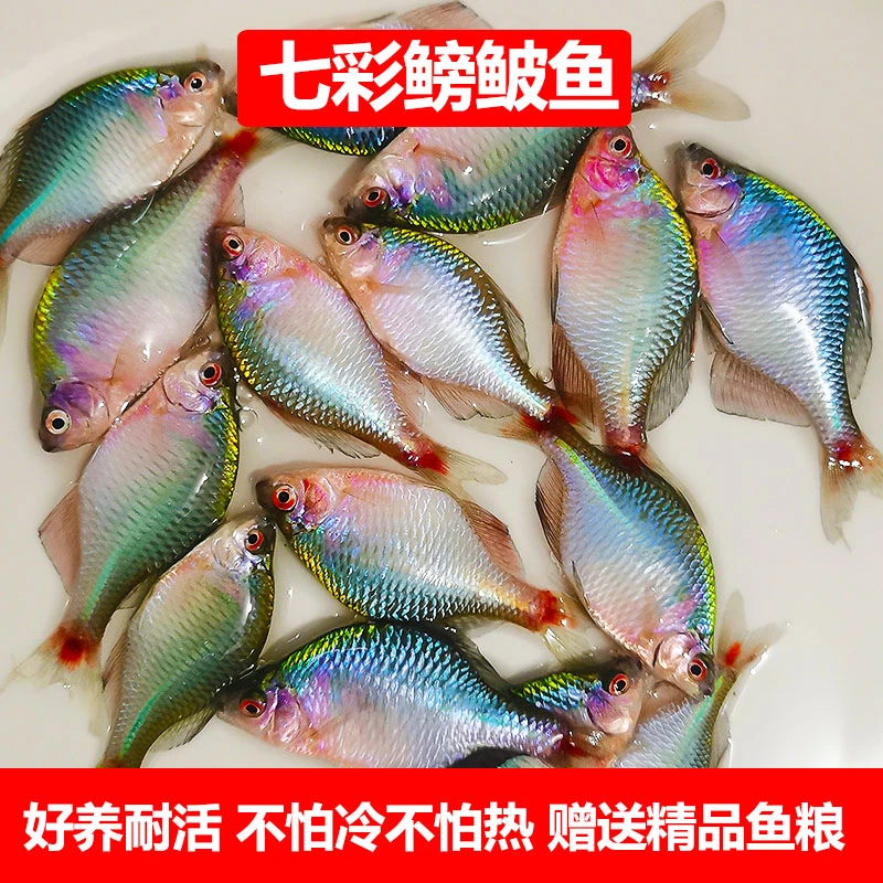 鳑鲏鱼观赏鱼冷水鱼原生鱼七彩旁皮鱼高体旁皮活体小型淡水鱼好养