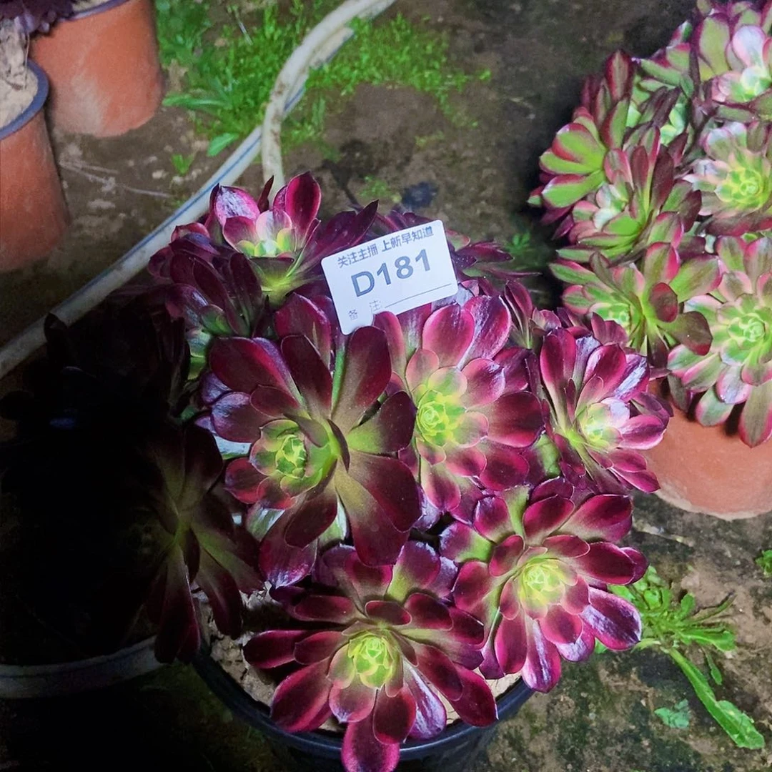 面**知多肉1810000000000