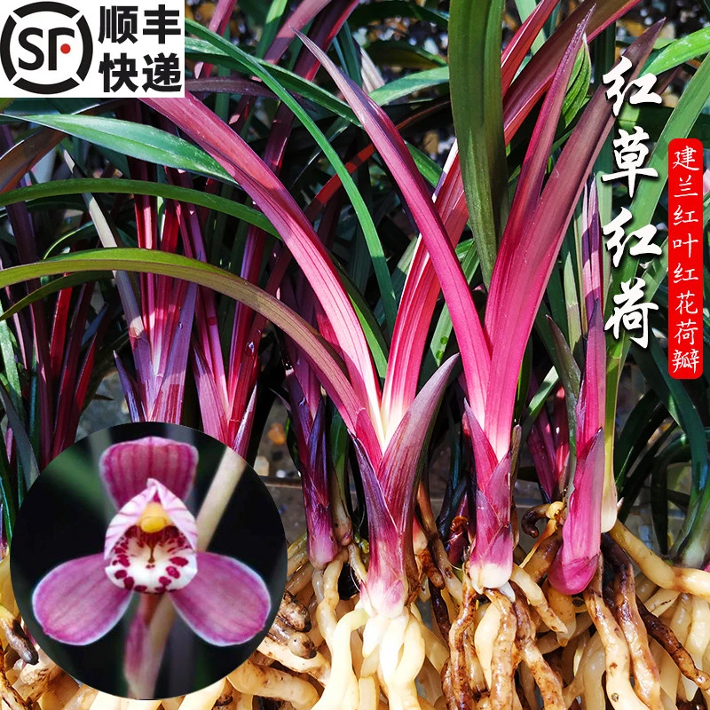 建兰四季兰红草红荷兰花苗浓香好养美观摆放室内客厅茶室桌面花卉