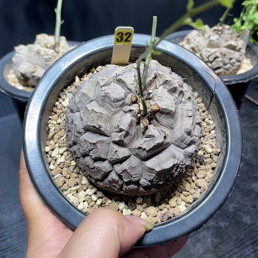 龟甲龙32号不退换