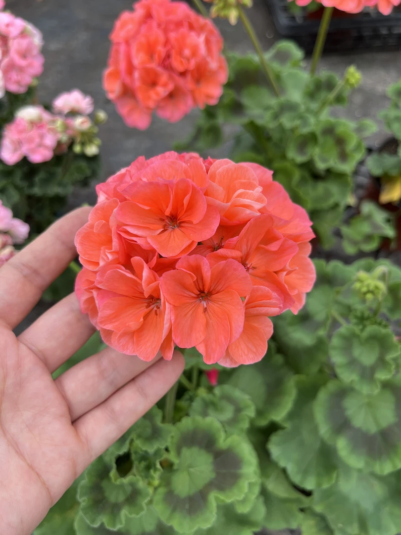 言植花卉 大山宫天竺葵  四季开花 爆花不断 阳台王者