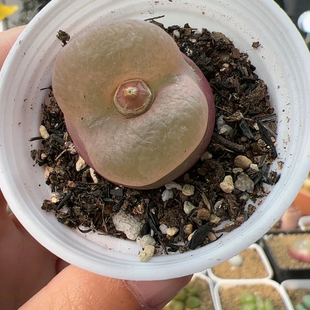 【闪购商品】234 带疤福利
