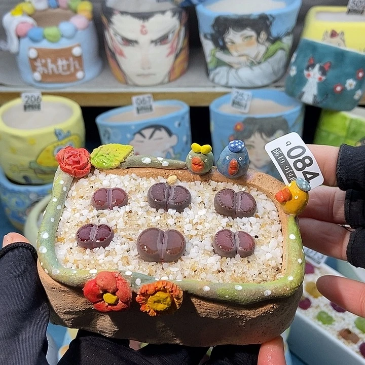 大舅生石花肉锥多肉  084