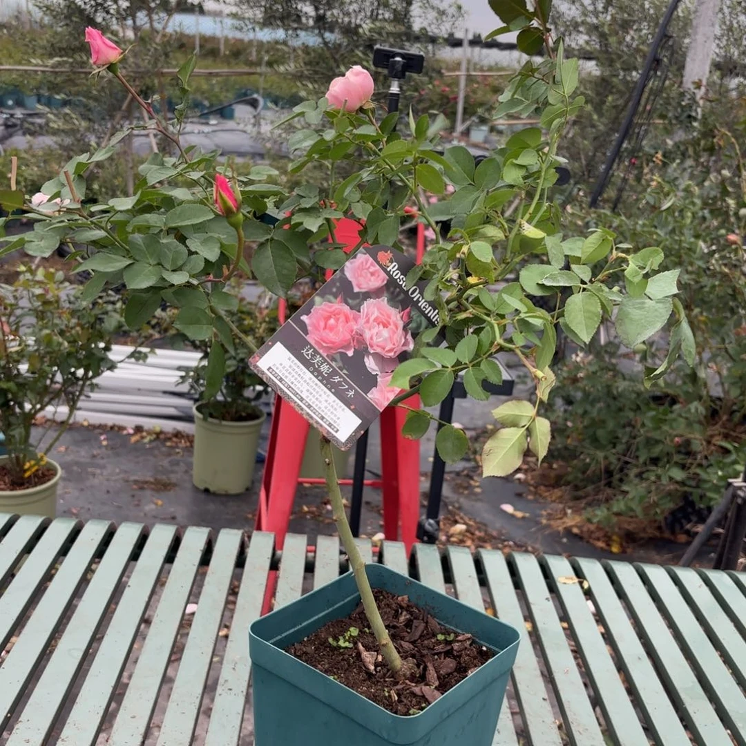 木村达芙妮1.5加仑扦插