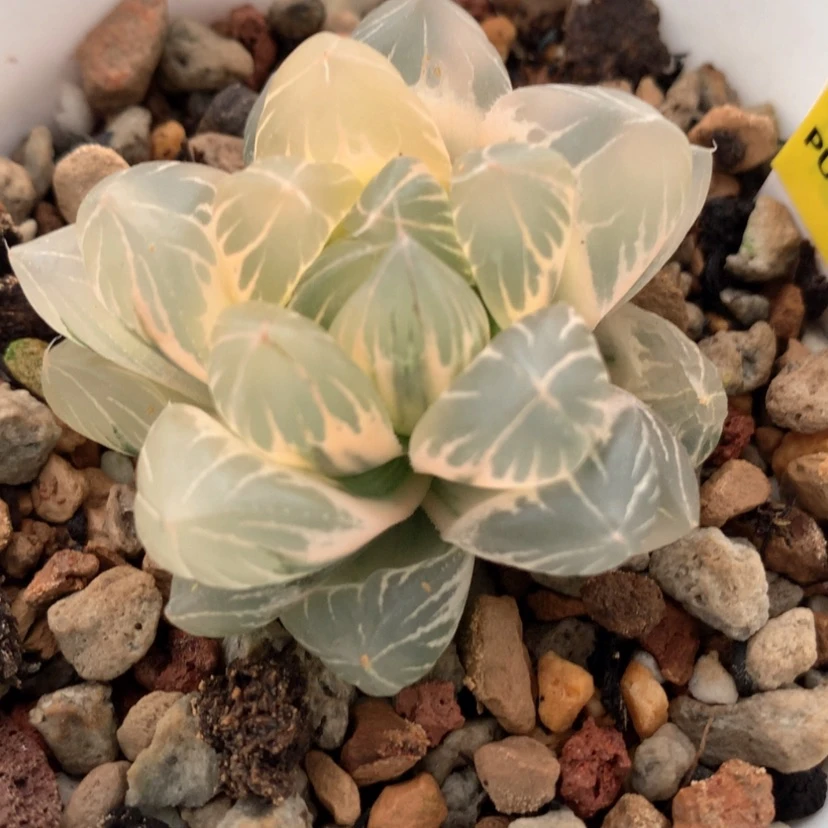 【闪购商品】83水晶杂冰川