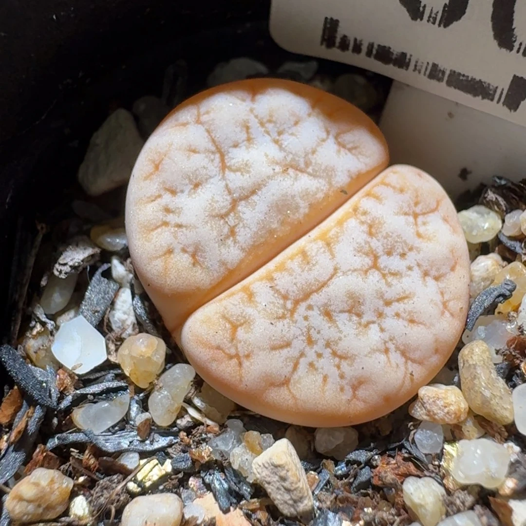 高品质生石花清清3030