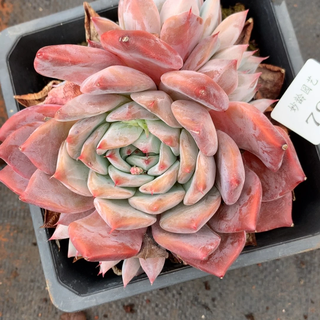 796杂交多肉11厘米