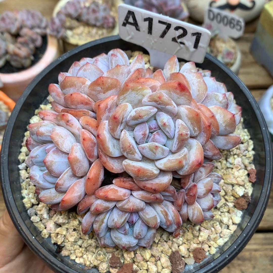 A1721 星影 粉体 石榴籽 老桩