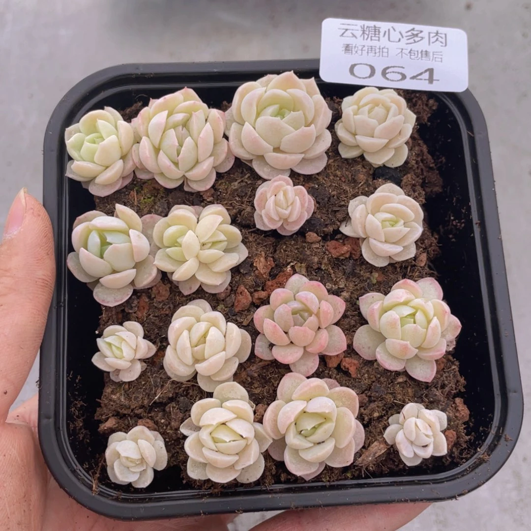 云糖心多肉植物64