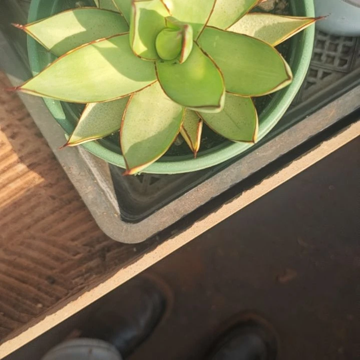 B***李罗曼尼精品龙舌兰精品