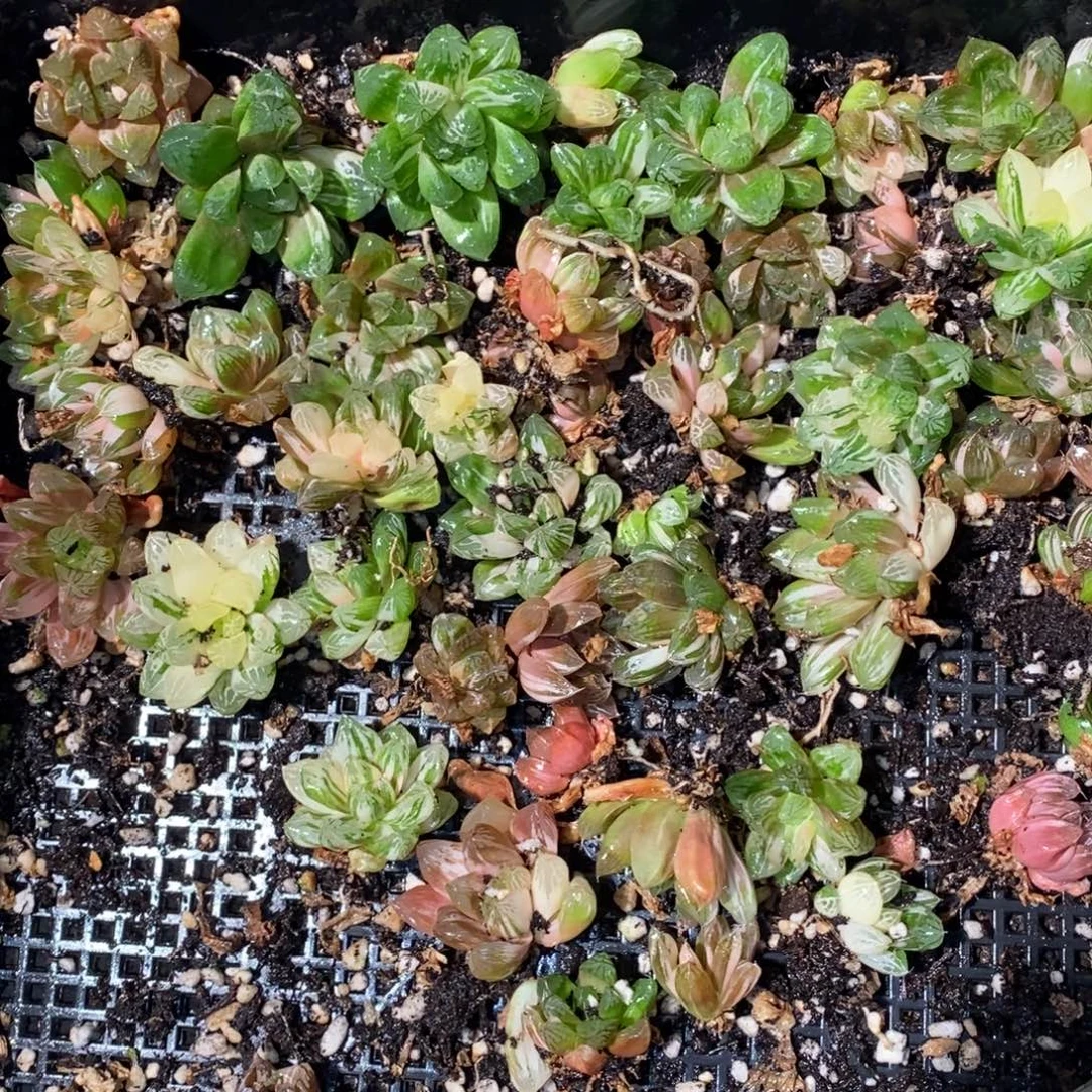 320 一颗优选实生苏皇玉露锦好锦 新年整点福利
