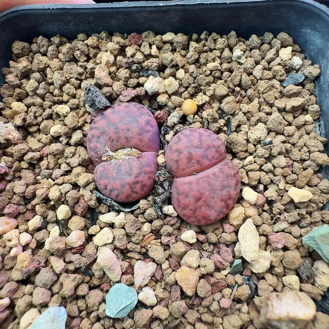 多肉植物福利风铃遮柳玉242