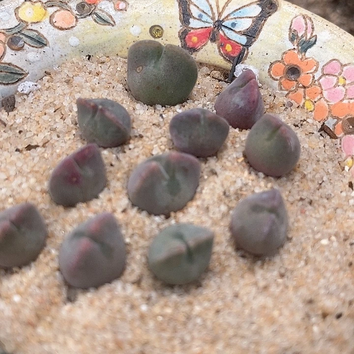 6520短耳姬空蝉一颗