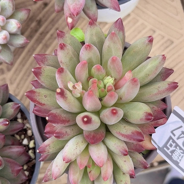 黄皮虞美人0247多肉植物