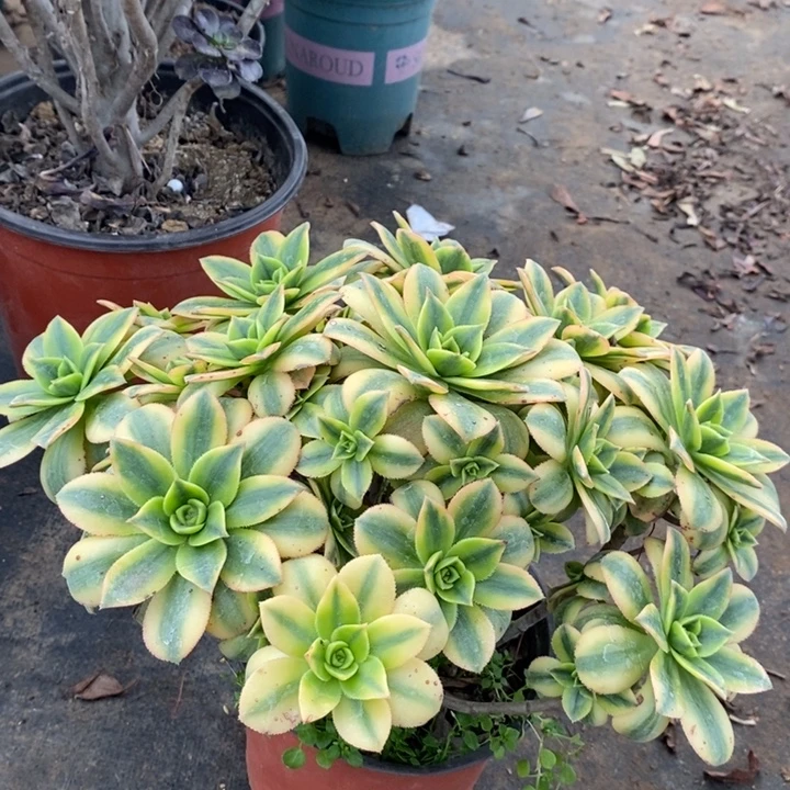 星爆多肉植物36。