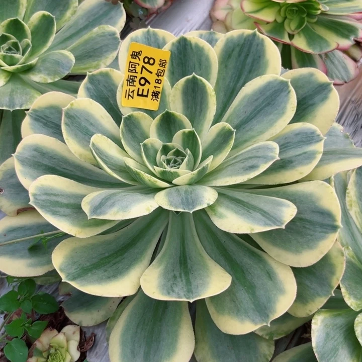 香炉盘白锦978多肉植物