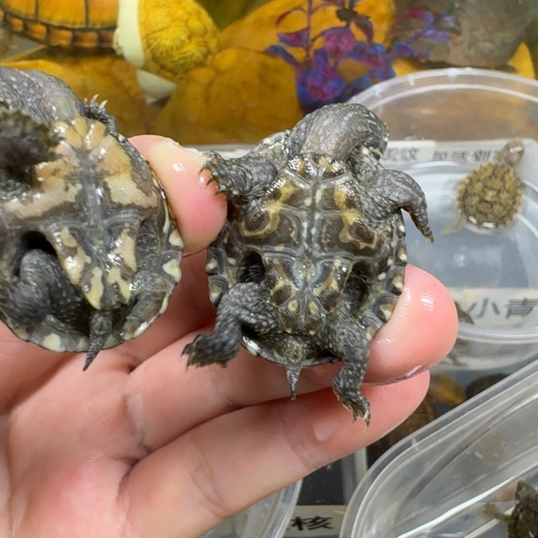 不分公母宠物龟麝香
