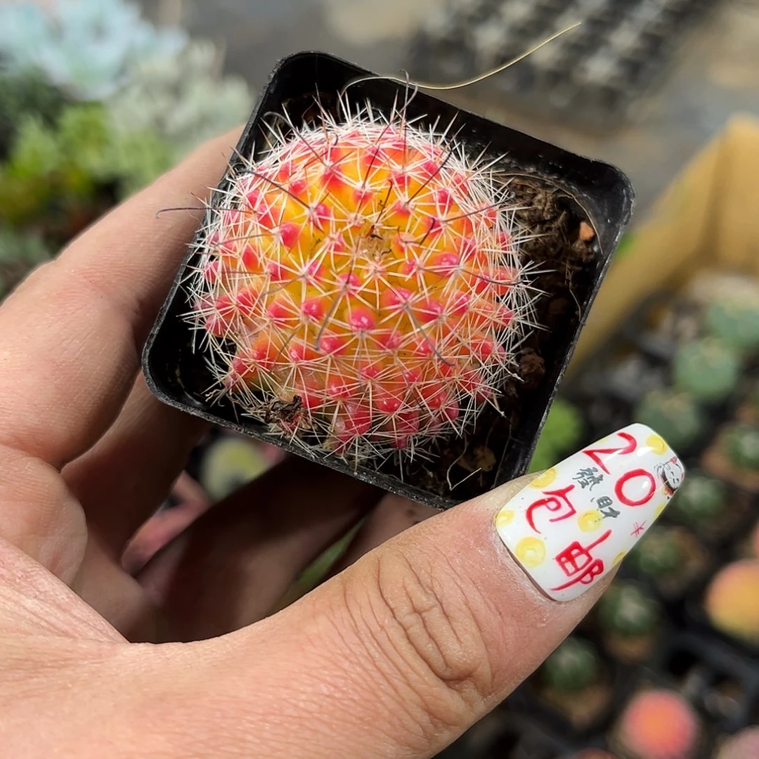 新手不好养红娜丸单头发货
