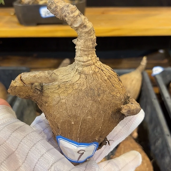 汤圆植物奇艺油柑9