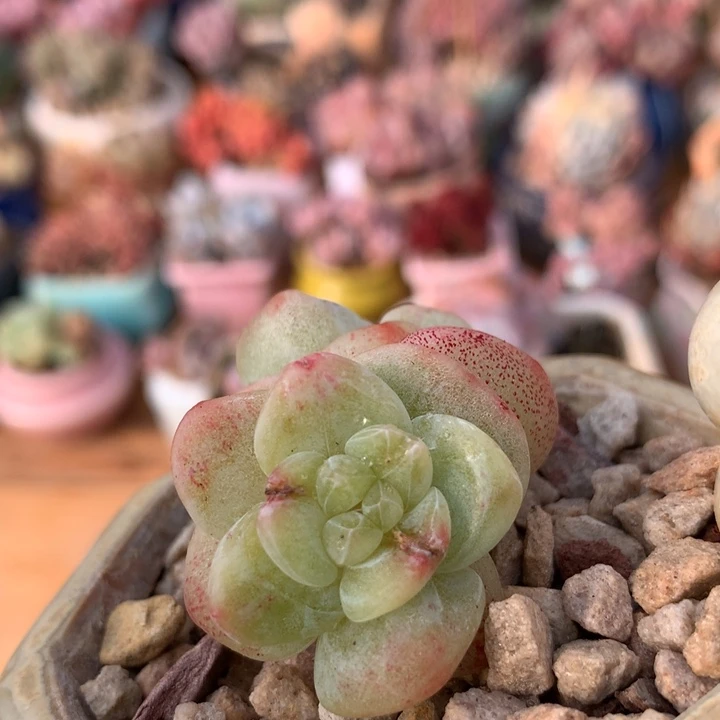 双头老桩冰玉  013