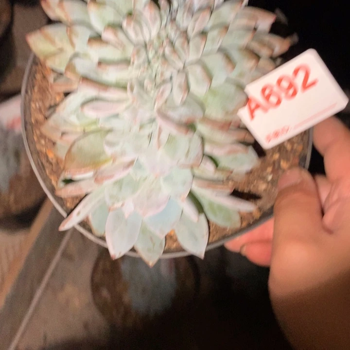 692 满28包邮脱土发货