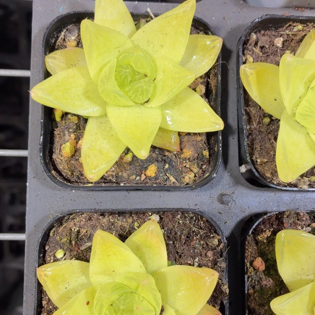 黄金玉露多肉9.9包邮发货