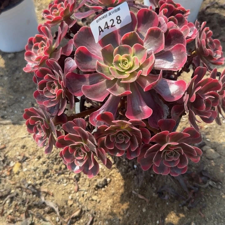 428爱神。多肉植物