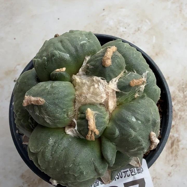 无花朵767白肌大型蛋怒东六