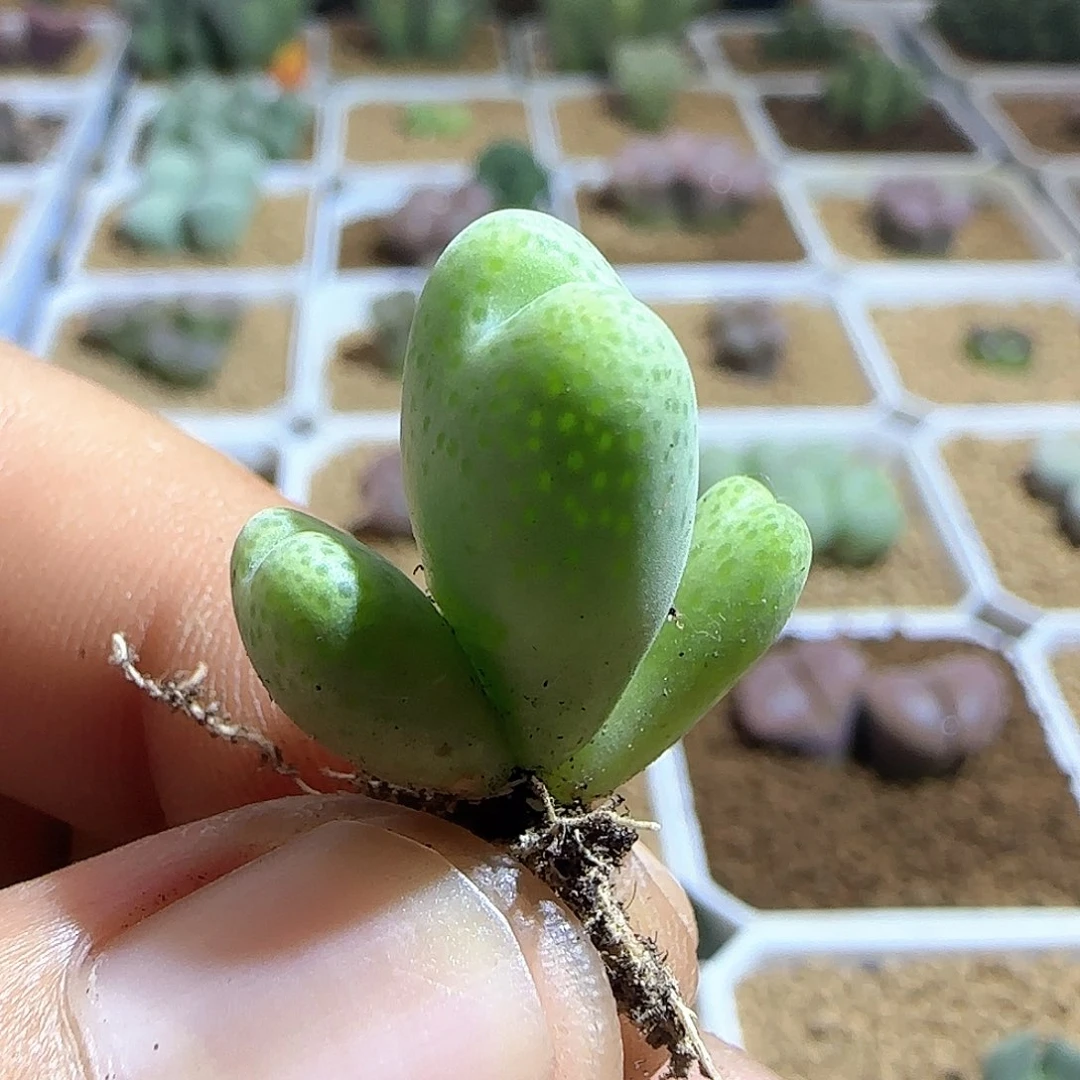 恐龙蛋杂交。  52185