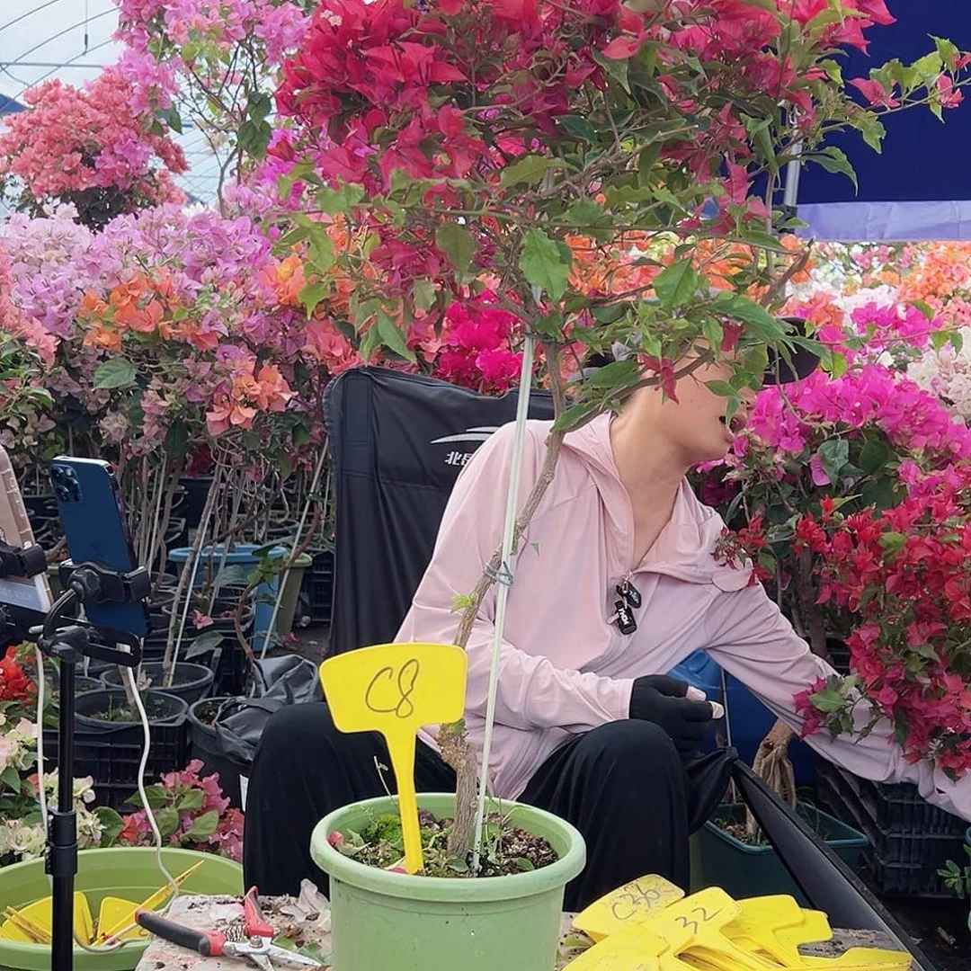 Y***i大部分花苞少量开放C8酒红桑巴