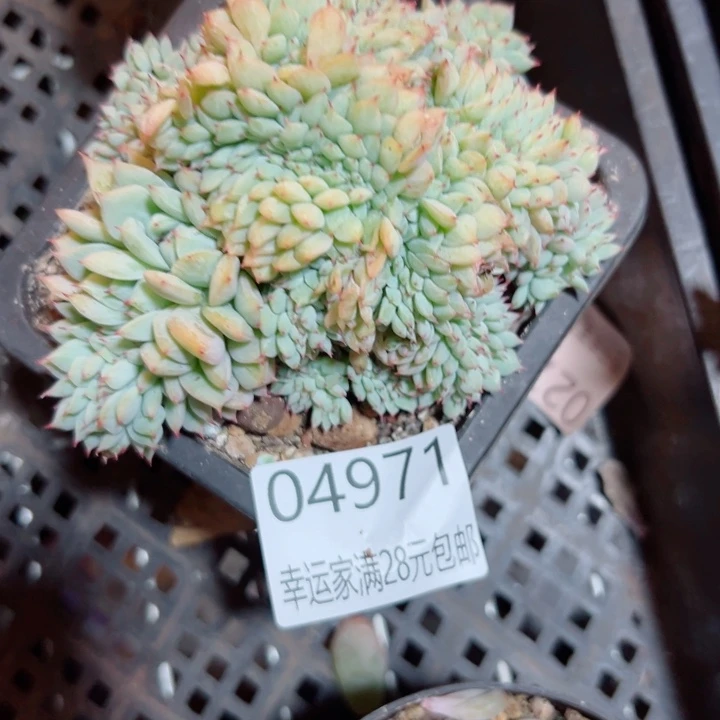 幸运的是你还没遇到你