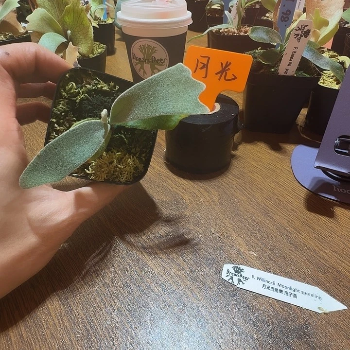 无花朵鹿野直播间竞拍月光