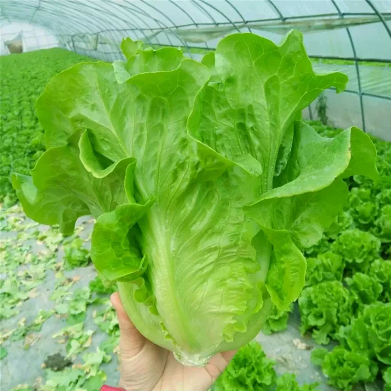 （全店满5元包邮）生菜意大利全年生菜王种子高产蔬菜阳台四季