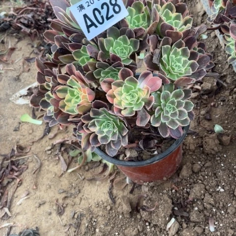 028金丝雀不包断枝