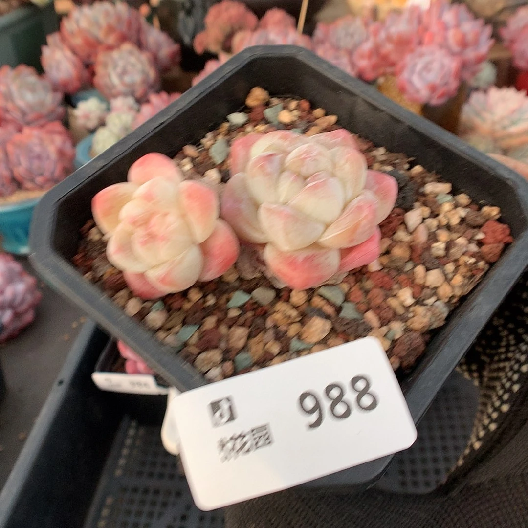 988冰玉多肉植物6666