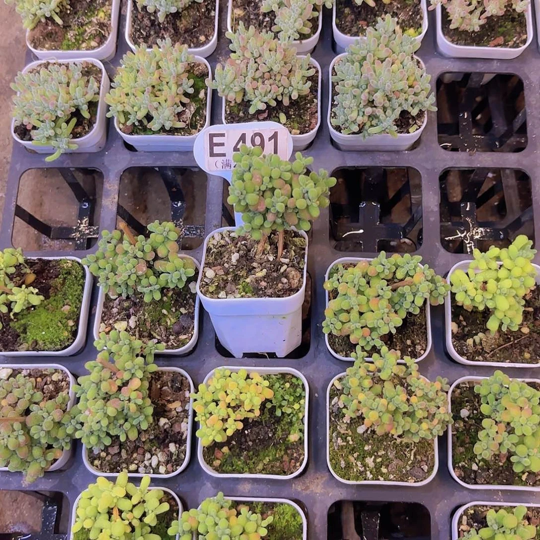 E491翡翠一物一拍