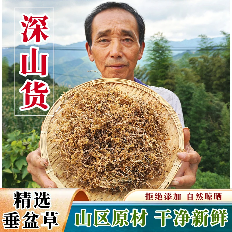 深山垂盆草干净新鲜正宗品野外生长垂盆草的作用功效锤盆草狗牙草