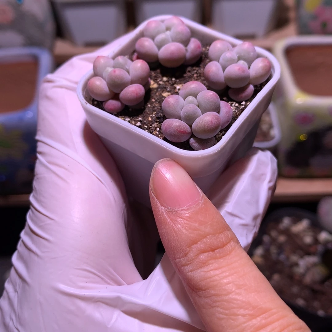 带锦纹的樱花奶酪