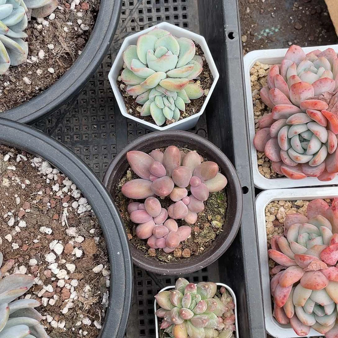 简**生304946949494949494