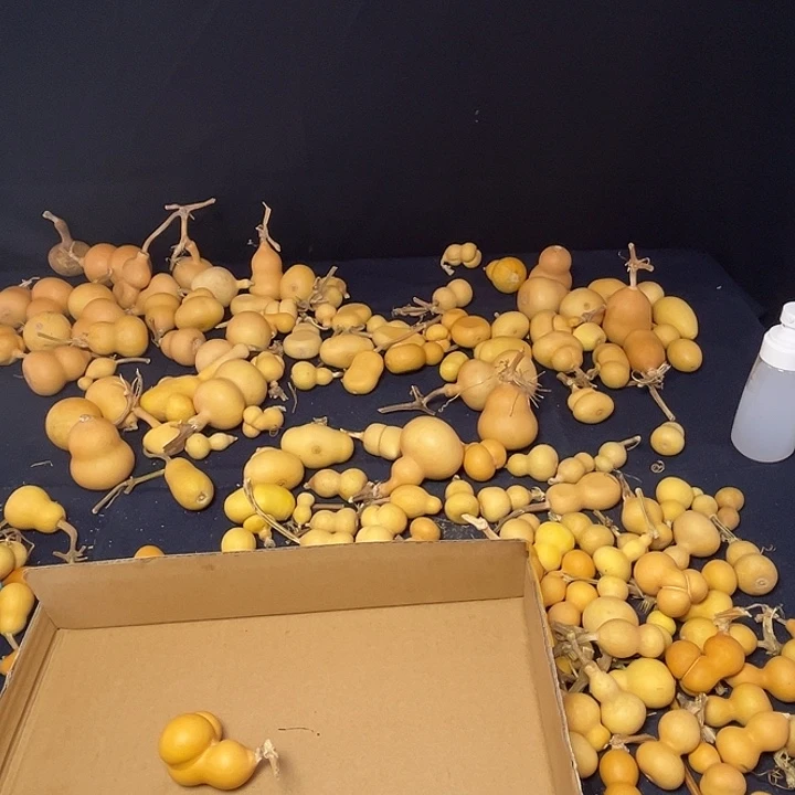 你***？新人也会越来越漂亮新人