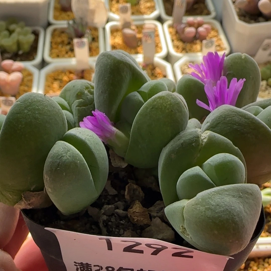 【闪购商品】1292无比玉当天28包邮非偏远