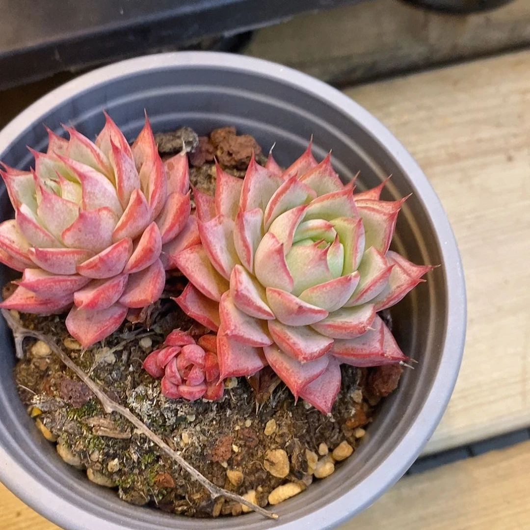 团林杰安娜，福利多多